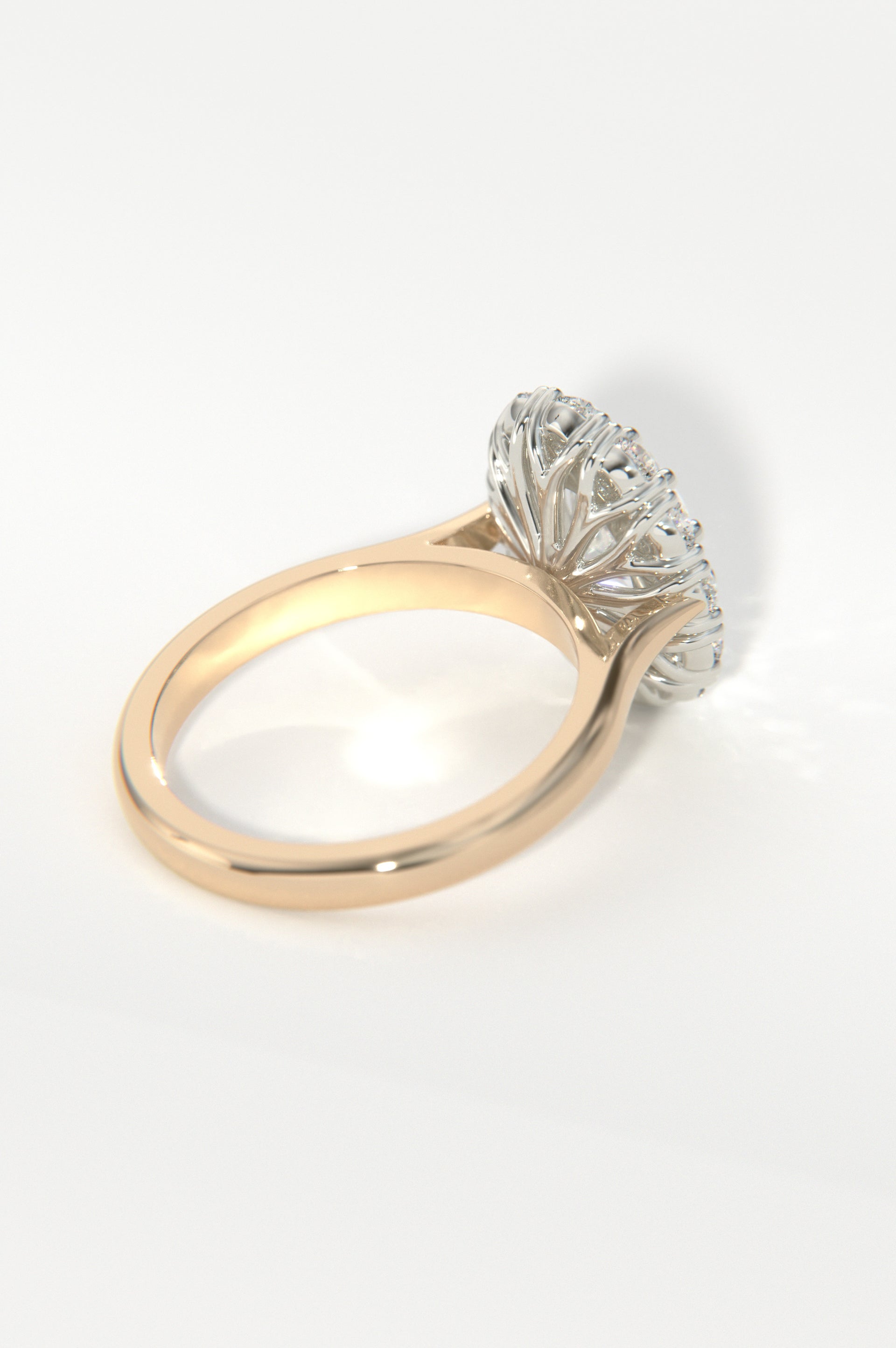 Camellia Rose Two-Tone